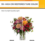 Hizashi Vintage LED Edison Bulb Dimmable, 6W Equivalent 60W, 3000k Soft White, E26 Base Led Light Bulbs, 700LM, UL Listed, High CRI 95+ Eye Protection, Clear Glass, Pack of 12