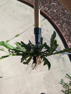 Edward Tools PullPro Long Handle Weed Puller Tool - 48" Classic Heavy Duty Hardwood Handle with 4 Claws Steel Head - Improved Stand Up Weed Remover Tool - Easy Stand Up Tool for Seniors