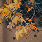 12 Pack C7 Flickering Flame Light Bulbs Orange Fall Lights Bulb - E12 Flickering Flame Bulb, Ideal as Fall Christmas Halloween Candle Light Bulbs & Replacement Bulbs for String Lights,1W, 120V