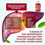 VVNaturals Sugar-Free 26-in-1 Liver Cleanse Detox & Repair Fatty Liver Formula Gummies; 3000mg Blend of Glutathione, Silymarin Milk Thistle, Choline, TUDCA | Liver Detox Gummies - 60 Vegan Ct