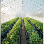 VEVOR 10 Mil Plastic Sheeting Heavy Duty 10' x 65', Thick Plastic Sheeting Roll, Plastic Drop Cloth Painters Tarp Covering for Crawl Space Vapor Barrier, Black and White Double-Sided, Multi-Purpose