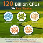 Innate Vitality Probiotics 120 Billion CFUs for Men & Women, 34 Strains with Prebiotics & Digestive Enzymes, Immune & Digestive Health, Delayed Release, Shelf Stable, 30 Vegan Capsules