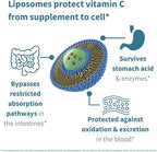 High Absorption Liposomal Vitamin C 1000mg & Zinc Bisglycinate, 30-90 Servings, Liquid Immune Support for Adults & Kids 5+, Non-GMO, Sugar-Free, Citrus & Vanilla Flavor, by Igennus