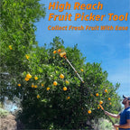 Fruit Picker Pole with Basket Telescoping 5-30 ft Apple Picker Extension Pole // Telescopic Fruit Tree Picker Tool for Picking Orange Mango Avocado Lemon Pear // The Ultimate High-Reach Fruit Grabber