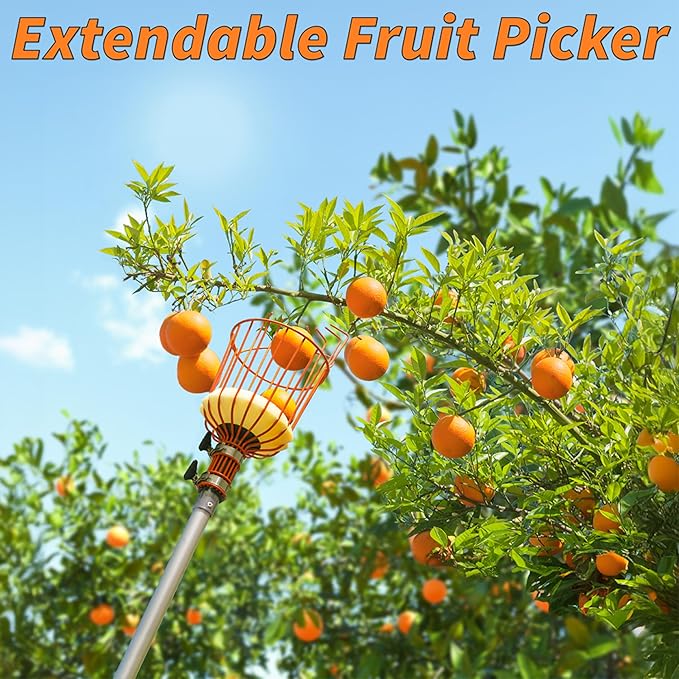 Fruit Picker Pole with Basket Telescoping 4-12 ft Apple Picker Extension Pole // Telescopic Fruit Tree Picker Tool for Picking Orange Mango Avocado Lemon Pear // The Ultimate High-Reach Fruit Grabber