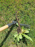 Edward Tools PullPro Long Handle Weed Puller Tool - 48" Classic Heavy Duty Hardwood Handle with 4 Claws Steel Head - Improved Stand Up Weed Remover Tool - Easy Stand Up Tool for Seniors